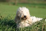 PTIT BASSET GRIFFON V.  023